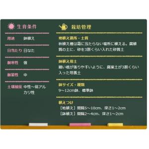 秋植え球根 オキザリス混合 10球 〜小さい秋...の詳細画像1