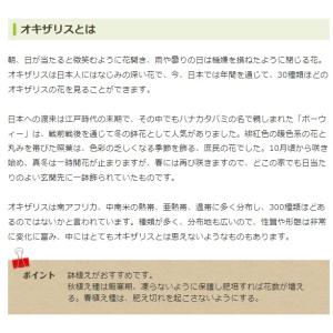 秋植え球根 オキザリス混合 10球 〜小さい秋...の詳細画像2