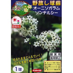 春植え球根　野放し球根　オーニソガラム ソンデルシー　1球入