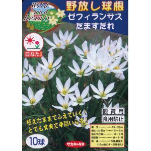春植え球根　野放し球根　ゼフィランサス　たますだれ　10球入