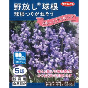 秋植え球根　野放し球根CL　球根 つりがねそう ブルーエクセルシア 5球入〜日かげ向き つりがね草 シラーカンパニュラ