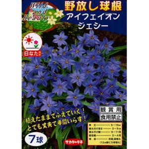 秋植え球根　野放し球根CL　アイフェイオン ジェシー 7球入