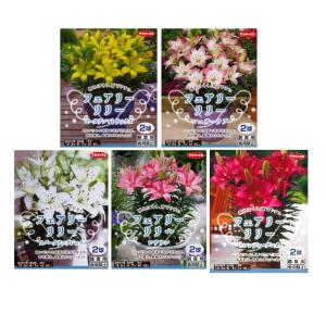 秋植え球根〜春植え球根　フェアリーリリー2球入〜妖精の百合 コンパクトリリー ユリ 強健 わい性 スカシユリ