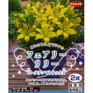 秋植え球根〜春植え球根 フェアリーリリー2球入...の詳細画像1