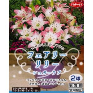秋植え球根〜春植え球根 フェアリーリリー2球入...の詳細画像2
