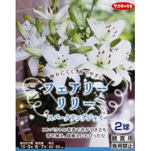 秋植え球根〜春植え球根 フェアリーリリー2球入...の詳細画像3