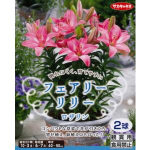 秋植え球根〜春植え球根 フェアリーリリー2球入...の詳細画像4
