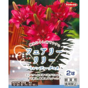 秋植え球根〜春植え球根 フェアリーリリー2球入...の詳細画像5