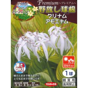 春植え球根　野放し球根プレミアム　クリナム アモエナム　1球 〜 特大球 暑さOK 放植OK はまゆう ハマオモト