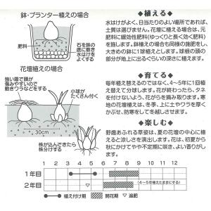 春植え球根 野放し球根プレミアム クリナム ア...の詳細画像1