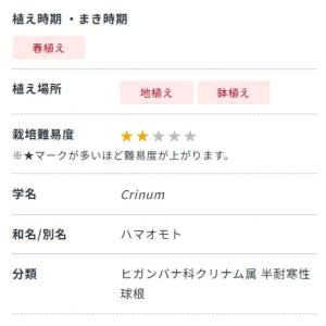 春植え球根 野放し球根プレミアム クリナム ア...の詳細画像2