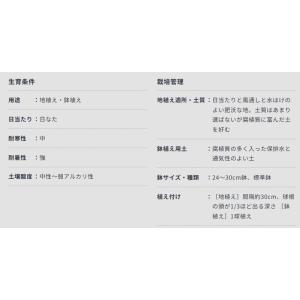 春植え球根 野放し球根プレミアム クリナム ア...の詳細画像3