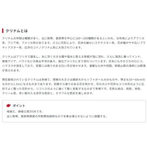 春植え球根 野放し球根プレミアム クリナム ア...の詳細画像4