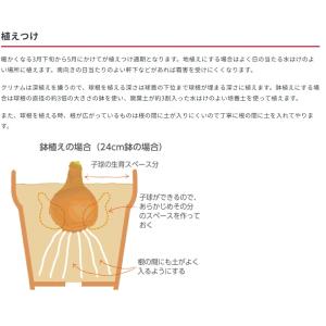 春植え球根 野放し球根プレミアム クリナム ア...の詳細画像5