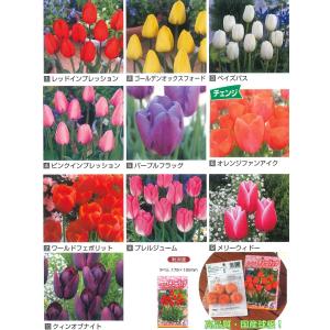 秋植え球根 チューリップ　にいがたのチューリップ　一重咲き 4球入 〜国産球 新潟産
