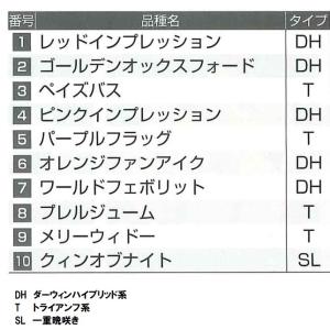 秋植え球根 チューリップ にいがたのチューリッ...の詳細画像1