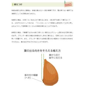 秋植え球根 チューリップ にいがたのチューリッ...の詳細画像3