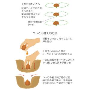 秋植え球根 チューリップ にいがたのチューリッ...の詳細画像4