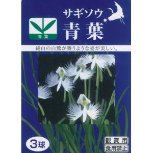 春植え球根　サギソウ　青葉　裸球3球入 パッケージなし 〜 鷺草 さぎ草 サギ草 種子