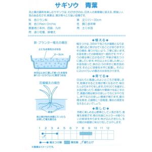 春植え球根 サギソウ 青葉 裸球3球入 パッケ...の詳細画像1