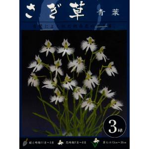 春植え球根 サギソウ 青葉 裸球3球入 パッケ...の詳細画像2