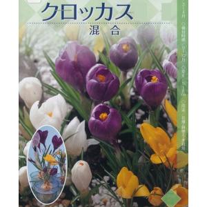 秋植え球根 クロッカス 混合 8球入〜α ser.の商品画像