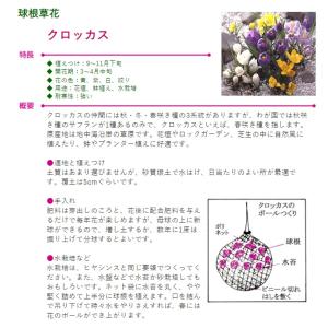 秋植え球根 クロッカス 混合 8球入〜α ser.の詳細画像1