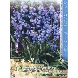 秋植え球根 シラーカンパニュラータ ブルー 3球...の商品画像