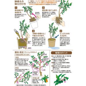 (ケース販売) 花ごころ 果樹 柑橘の土 48...の詳細画像1