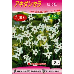 グラジオラス 画像 花 ガーデニング の商品一覧 通販 Yahoo ショッピング