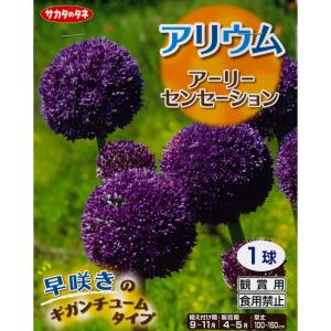 花の球根 球根花種類 アリウム 球根 種芋 花 ガーデニング 通販 Yahoo ショッピング