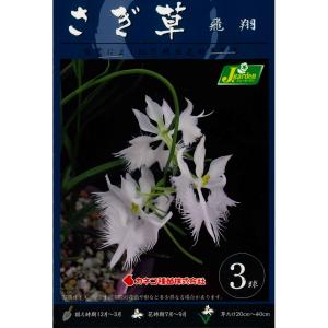 春植え球根　サギソウ「飛翔」３球入り鷺草　（さぎ草、サギ草）