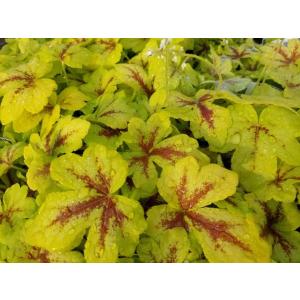 花苗 ヒューケラ エバーグリーンフォレスト 9cmポット 1苗 農水省品種