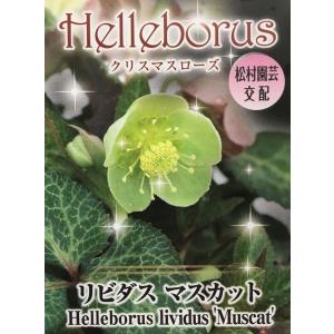 【花苗】クリスマスローズ リビダス マスカット 10.5cmポット1苗｜gardeningivy