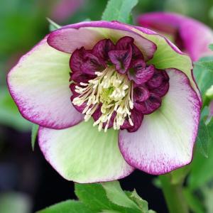 花苗 ミヨシのクリスマスローズ ダブルファンタジー 9cmポット 1苗