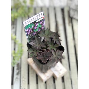 花苗 ゲラニューム ダークレイター 9cmポット 1苗｜Gardener s Shop Ivy