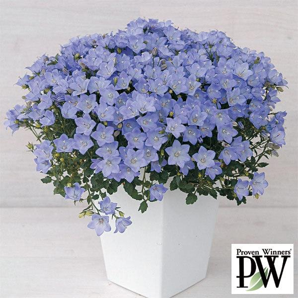 【花苗】カンパニュラ メリーベル 9cmポット 1苗 農林水産省品種登録 登録番号 第16174号