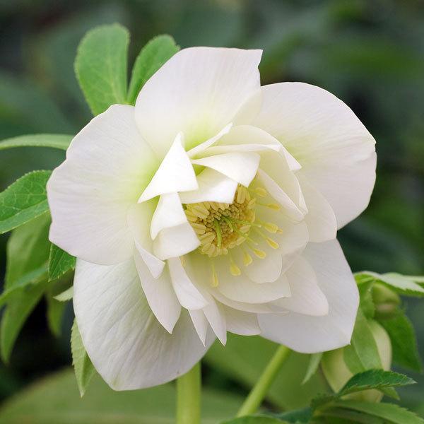 花苗 ミヨシのクリスマスローズ エレガンス アイス 9cmポット 1苗