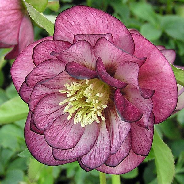 花苗 ミヨシのクリスマスローズ エレガンス グレープ 9cmポット 1苗