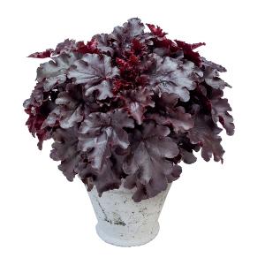 花苗 ヒューケラ・ドルチェ ビターショコラ 9c...の商品画像