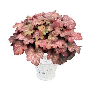 花苗 ヒューケラ・ドルチェ 1苗 農林水産省品種登録 登録番号