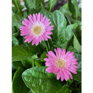 花苗 宿根ガーベラ ガルビネア スイート フェミー 9〜10.5cmポリポット 1苗