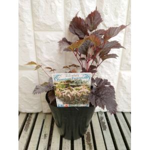 花苗 アスチルベ チョコレートショーグン 12cmポット1苗｜Gardener s Shop Ivy