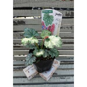 花苗 ヒューケラ ノーザンエクスポージャー ライム 9cmポット 1苗