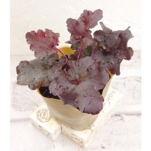 花苗 ヒューケラ ノーザンエクスポージャー ライム 9cmポット 1苗