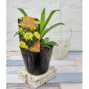 花苗 シャスターデージー ゴールドフィンチ 9cmポット 1苗