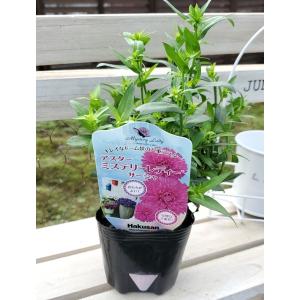 Gardener S Shop Ivy Yahoo ショッピング