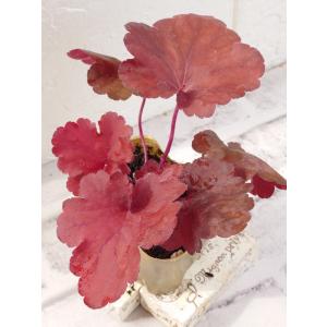 花苗 ヒューケラ エバーグリーンフォレスト 9cmポット 1苗 農水省品種