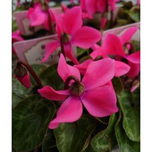 花苗 シクラメン ペチコート ネオンピンク 9...の詳細画像2