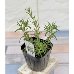 ハーブ苗 レモンタイム 9cmポット 1苗 : Gardener s Shop Ivy - 通販
